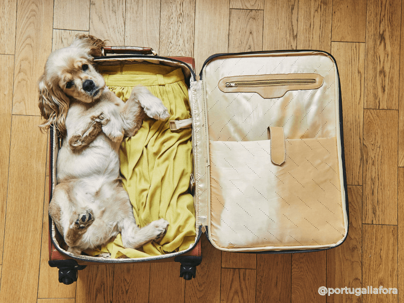 Cómo llevar a tu perro o gato de España a Suiza: Guía completa Cómo llevar a tu perro o gato de España a Suiza: Guía completa